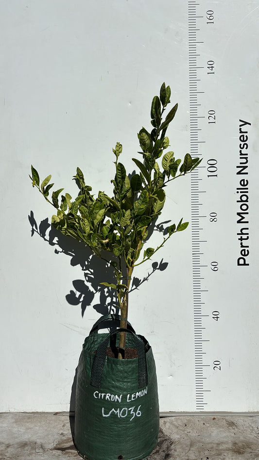 Citron Lemon Citrus Fruit Tree