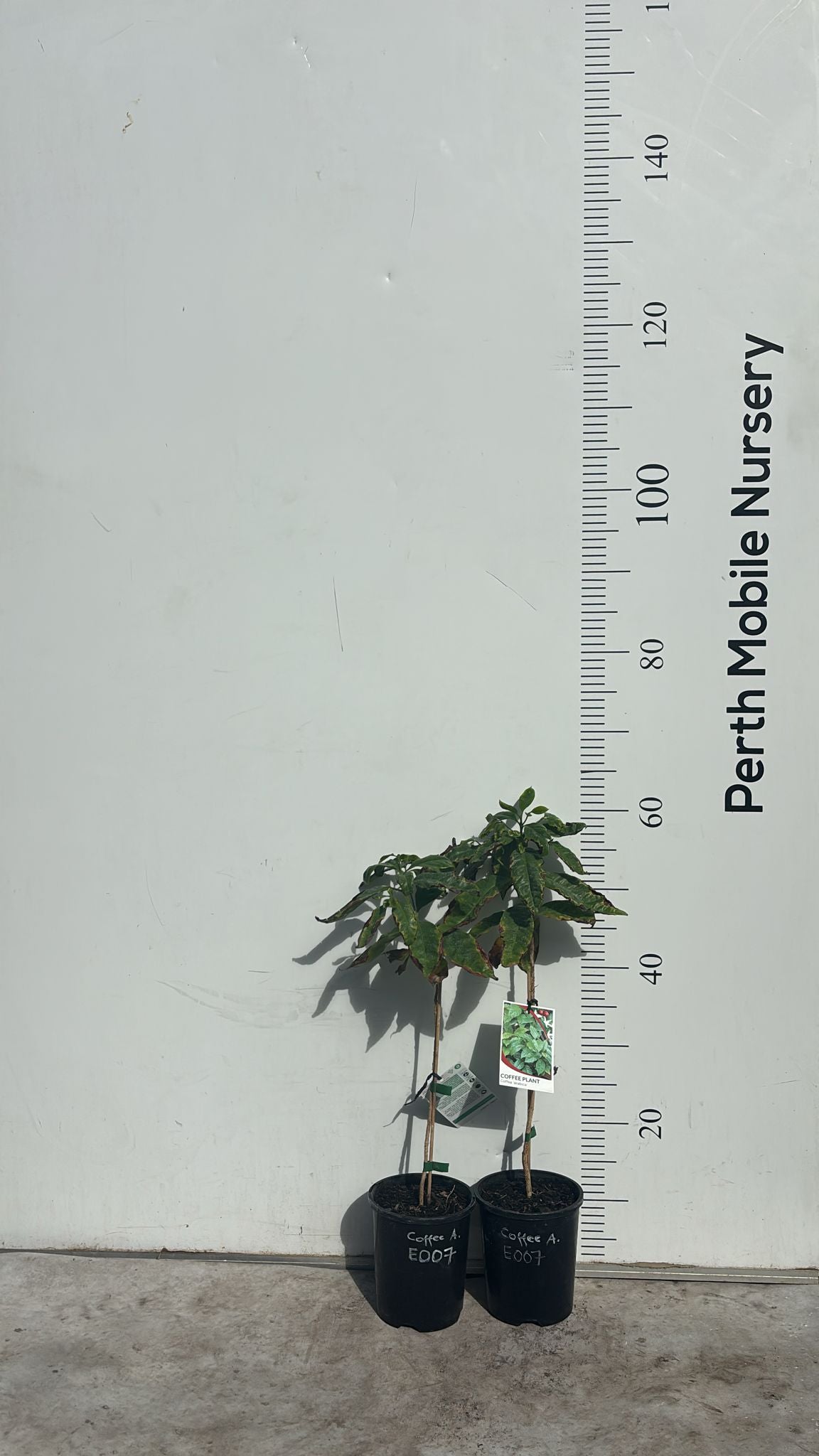 Coffee Tree Arabica Catuai Rojo