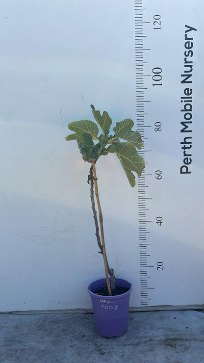 Fig Tree Collins White