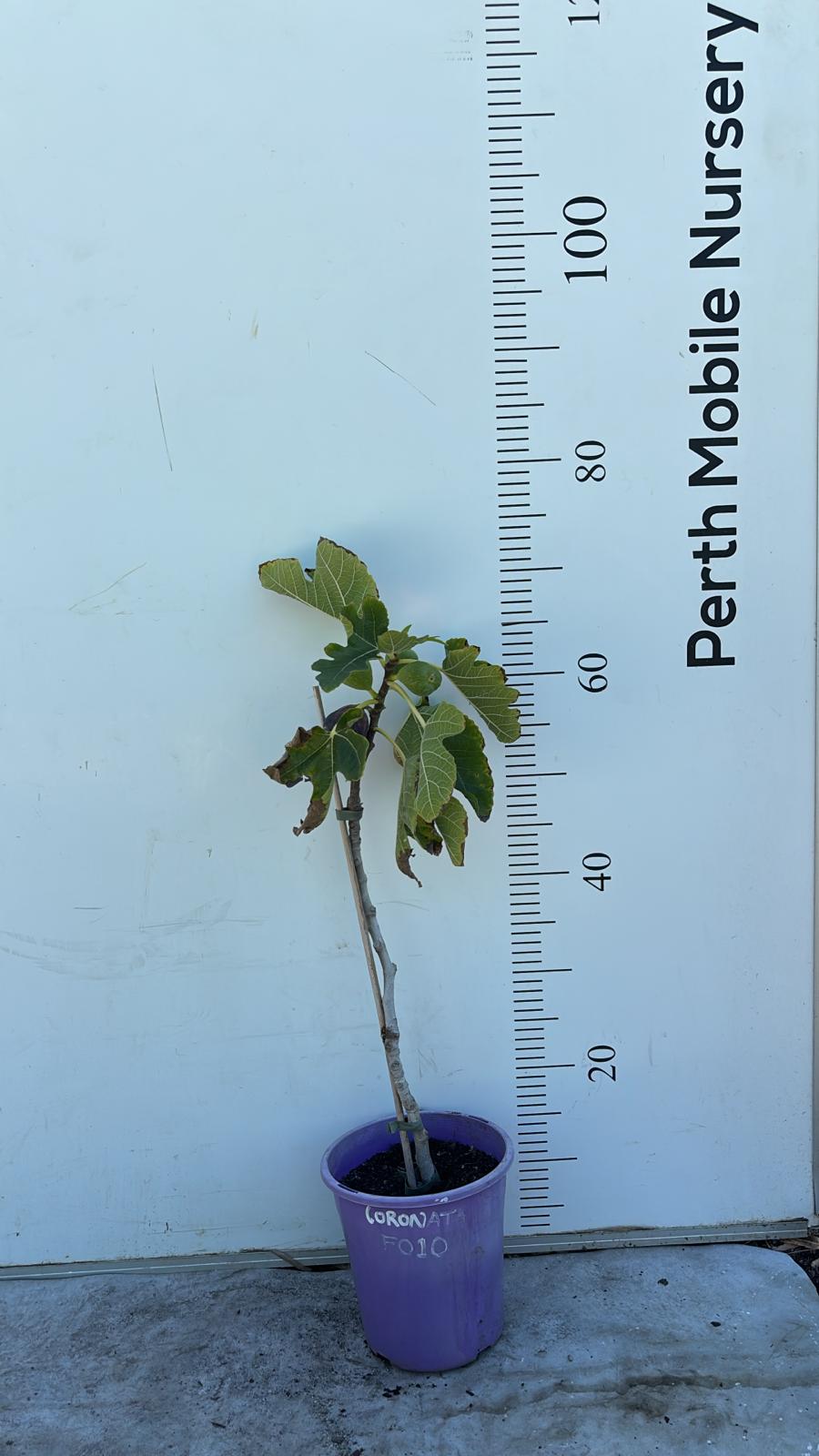 Fig Tree Black Coronata