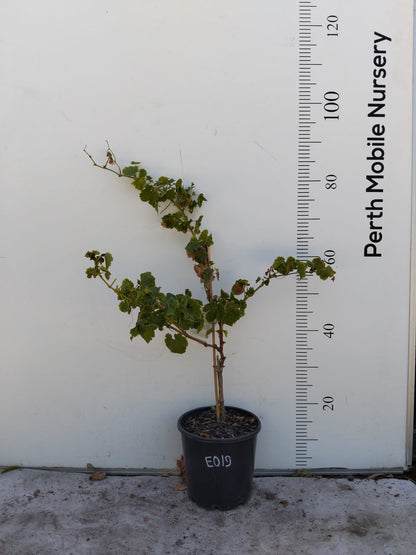 Grape Vines Fruiting