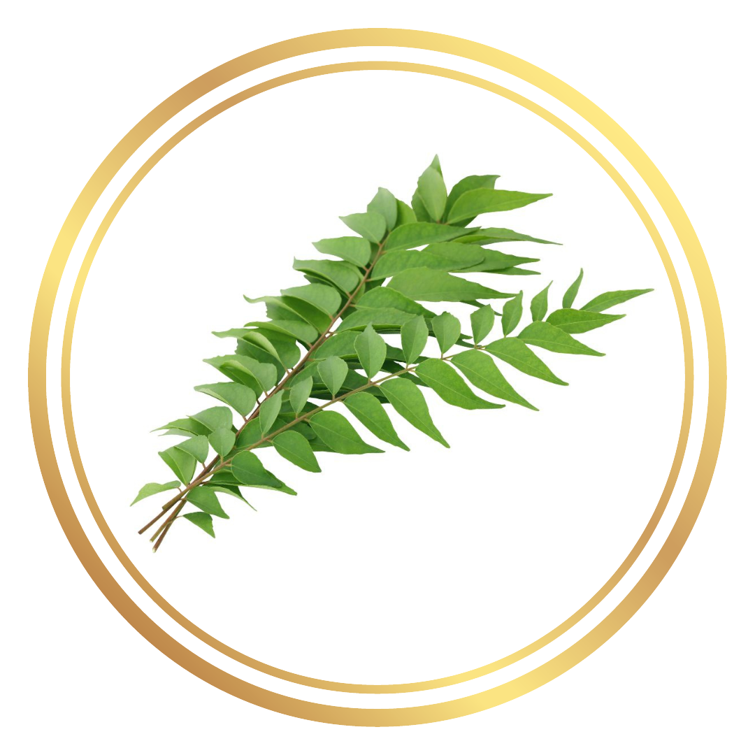 Curry Leaves Herbs Tree