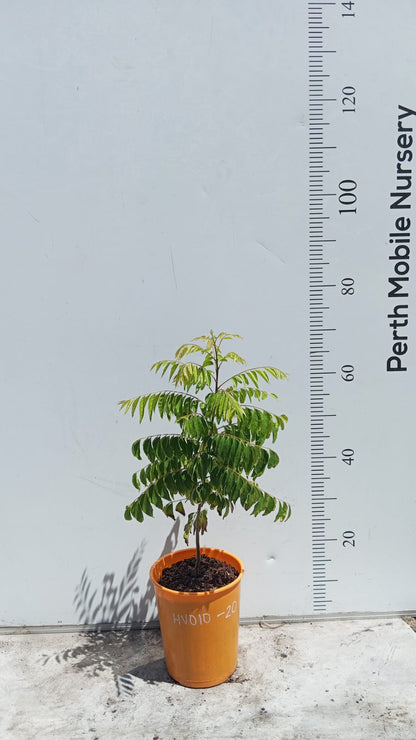 Curry Leaves Herbs Tree