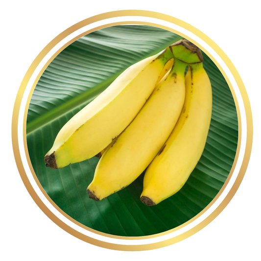 Ducasse Dwarf Banana Tree