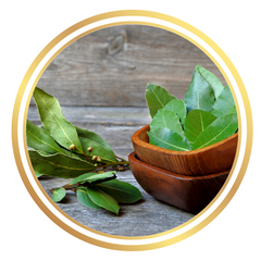 Dwarf Bay Leaves Tree Baby Bay