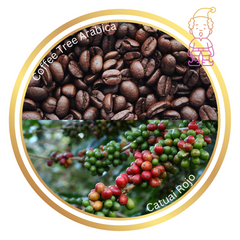 Coffee Tree Arabica Catuai Rojo