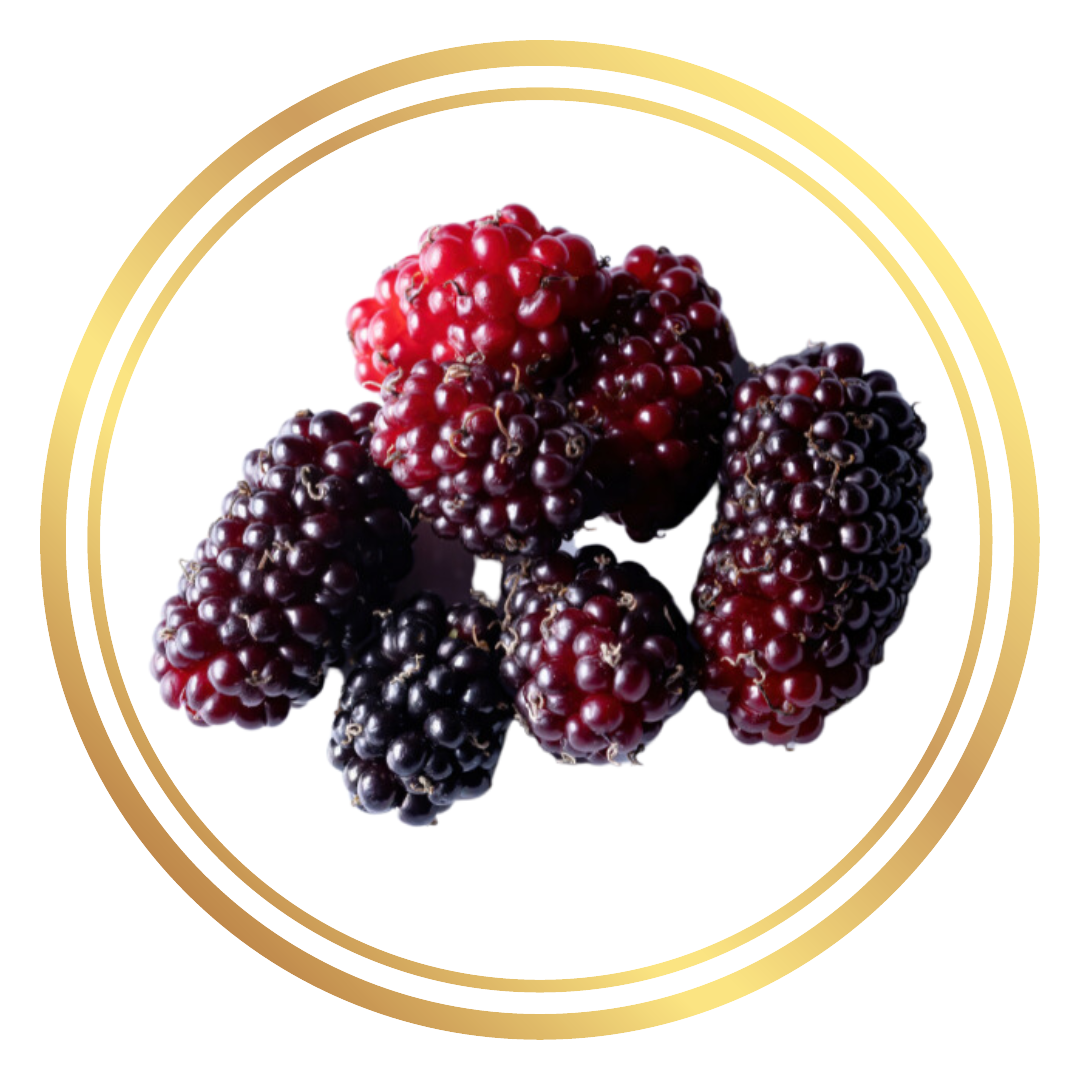 Dwarf Fruit Tree Black Mulberry