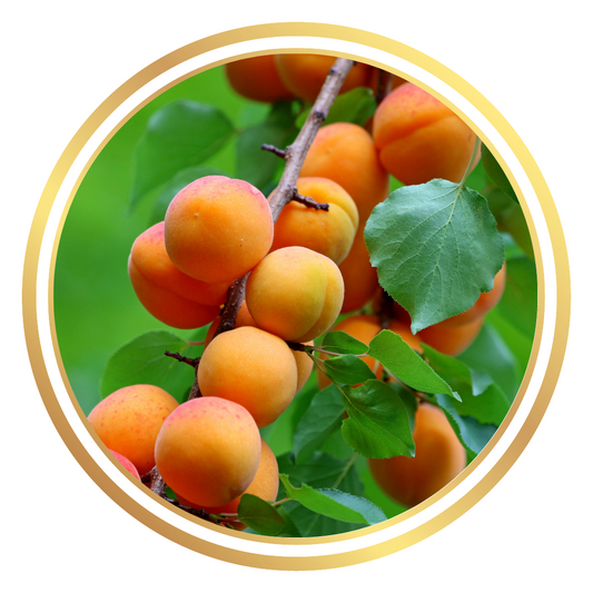Apricot Fruit Tree