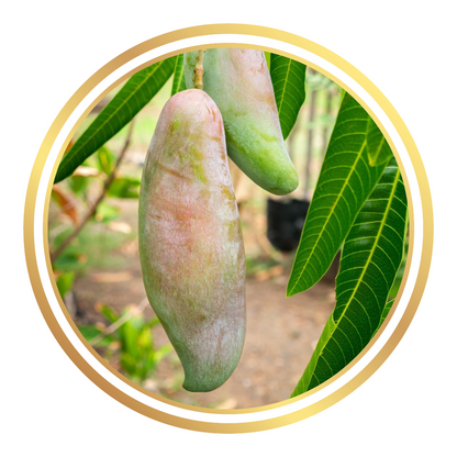 King Thai Maha Chanook Mango Tree