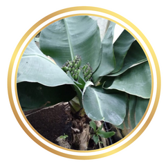 Dwarf Banana Tree Musa Nathan