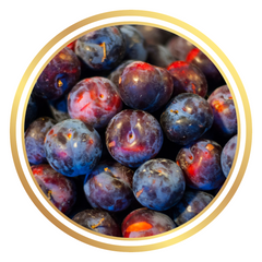 Dwarf Spring Plumcot