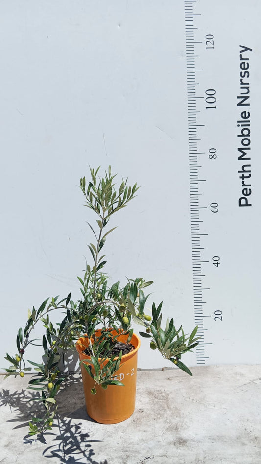 Dwarf Olive Tree