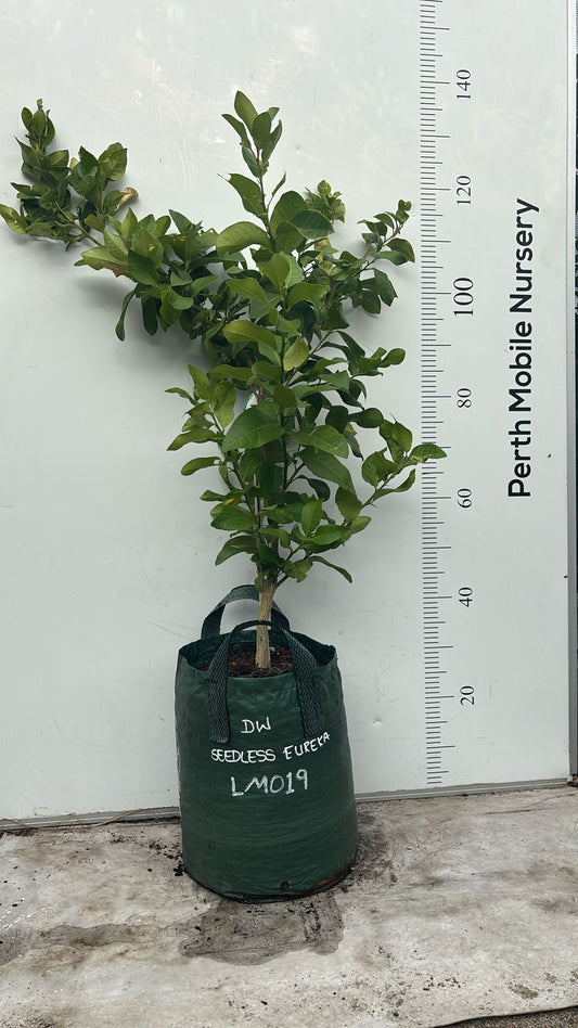 Seedless Eureka Lemon