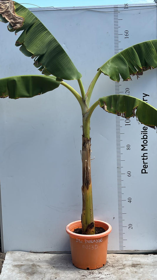 Ducasse Dwarf Banana Tree