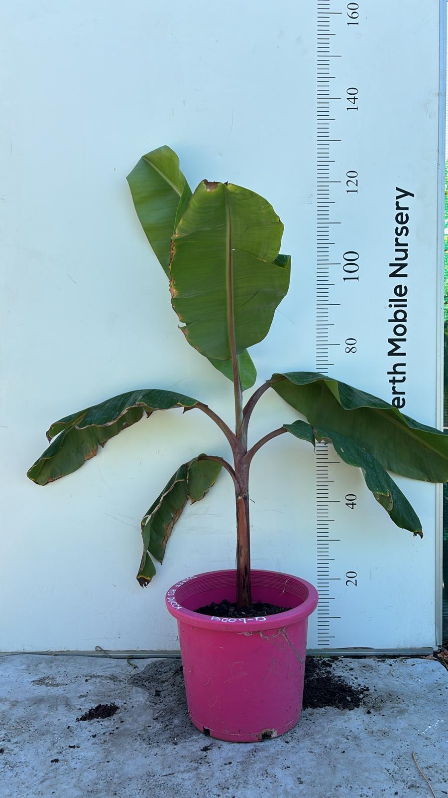 Red Dacca Banana Tree