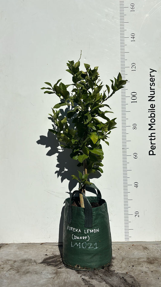 Lemon Eureka Fruit Tree Seeded