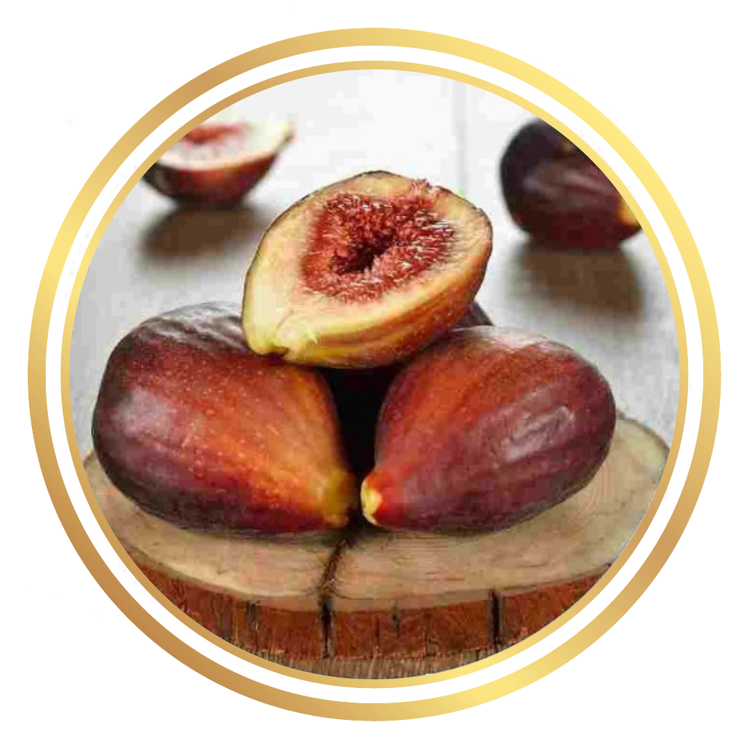 Fig Tree Brown Turkey