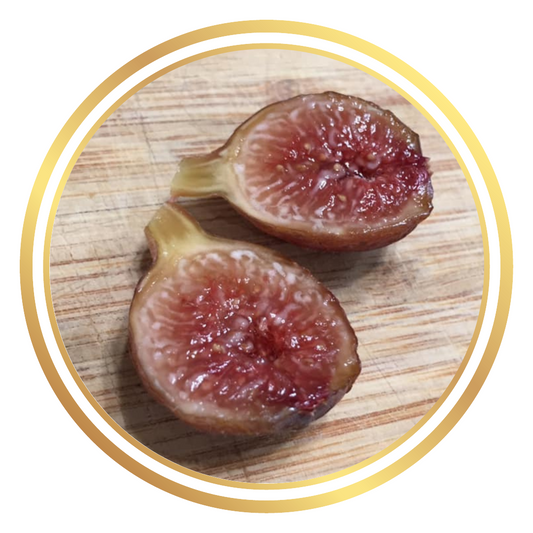 Celeste Sugar Fig Tree