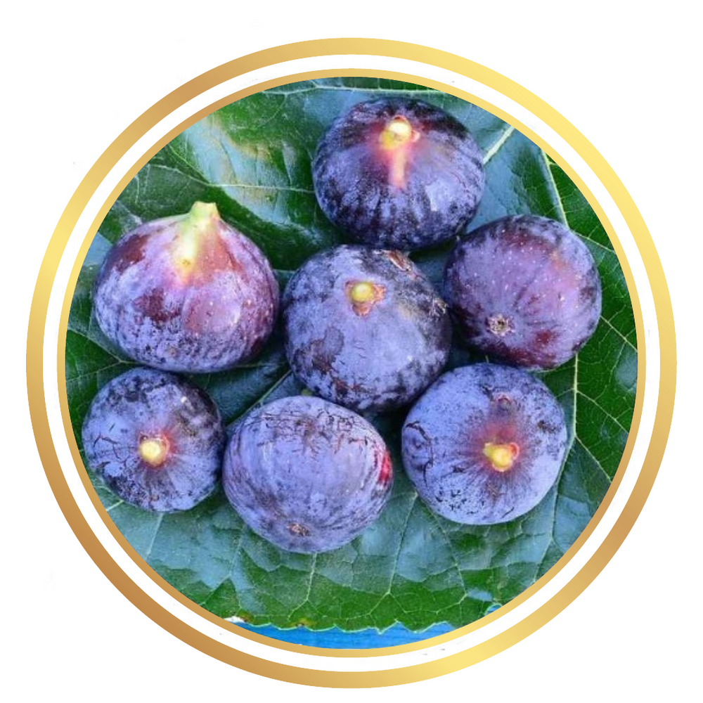 Fig Tree Clancy