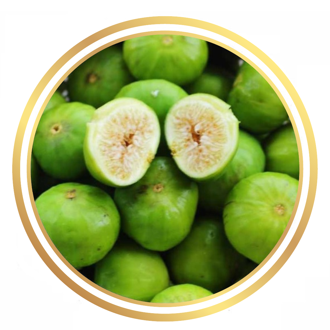 Fig Tree Collins White