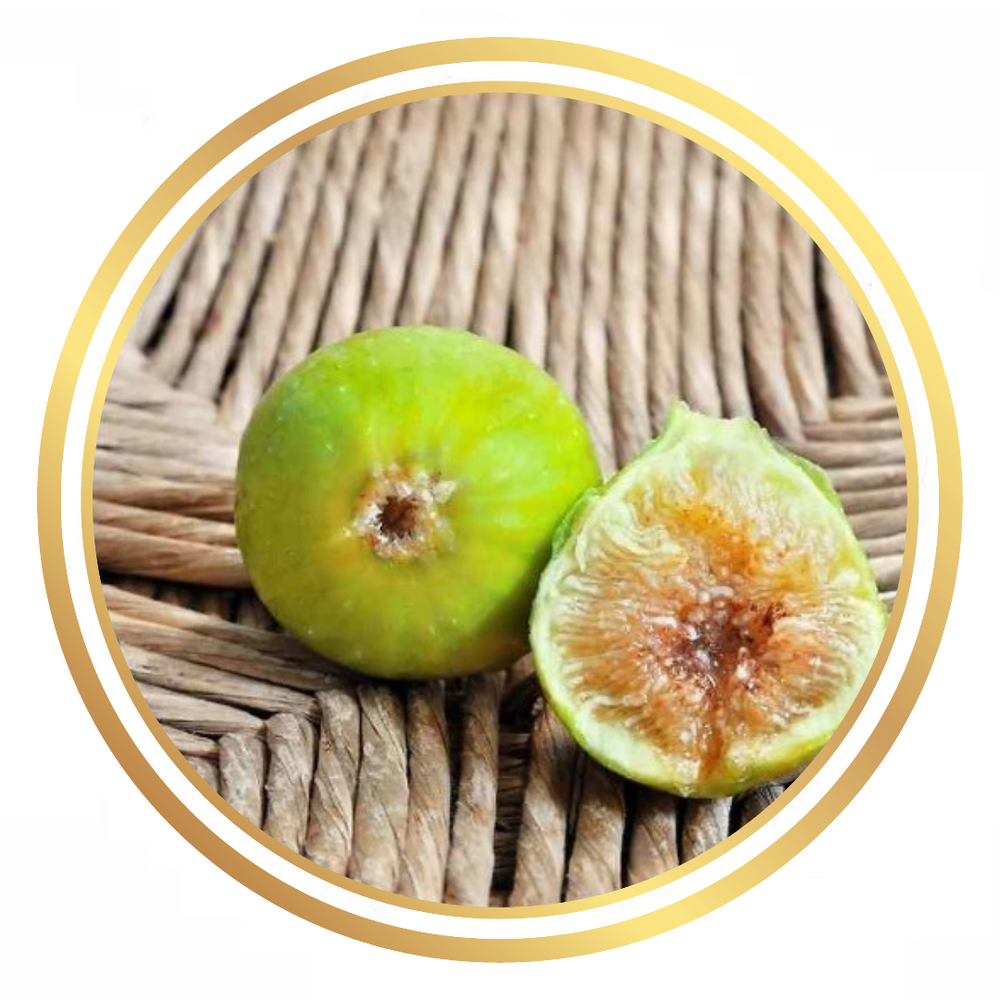 Fig Tree Lisbon