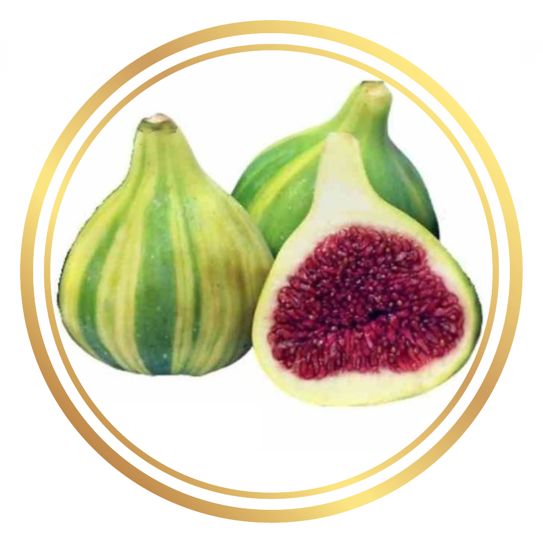 Fig Tree Panache Tiger Stripe