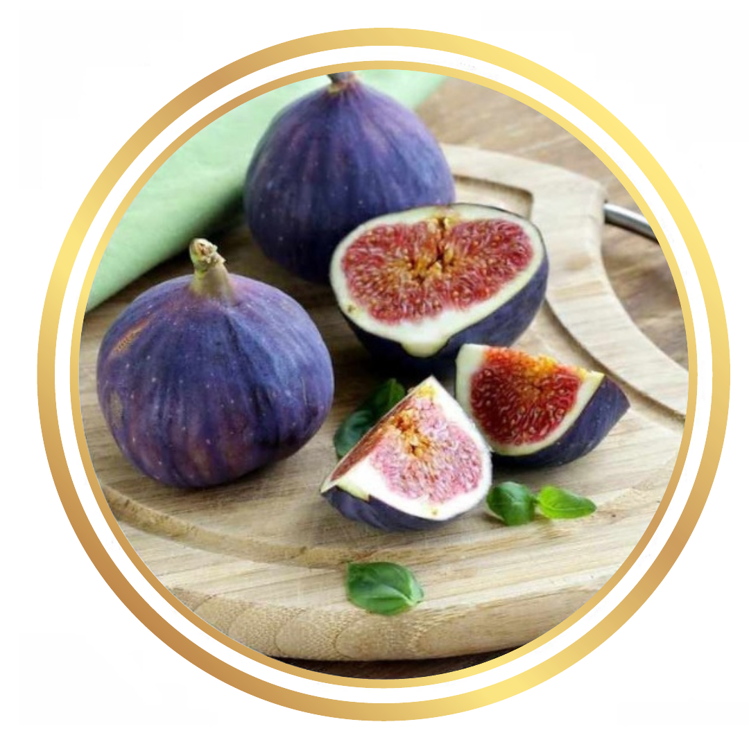 Fig Tree Purple Vigilante