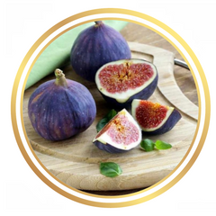 Fig Tree Purple Vigilante