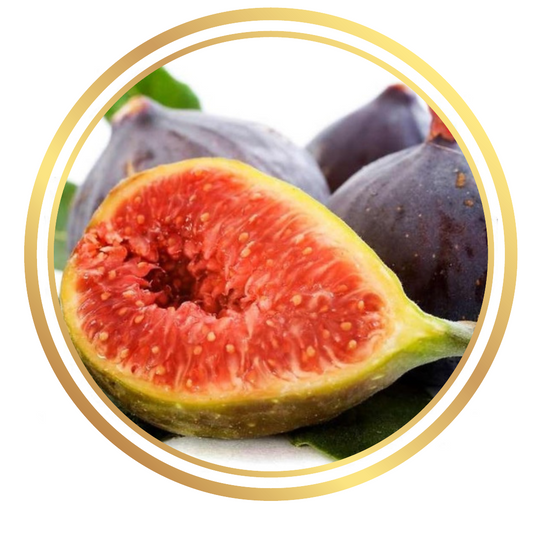 Sicilian Black Fig Tree