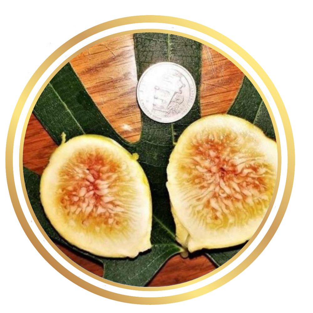 Fig Tree Tena