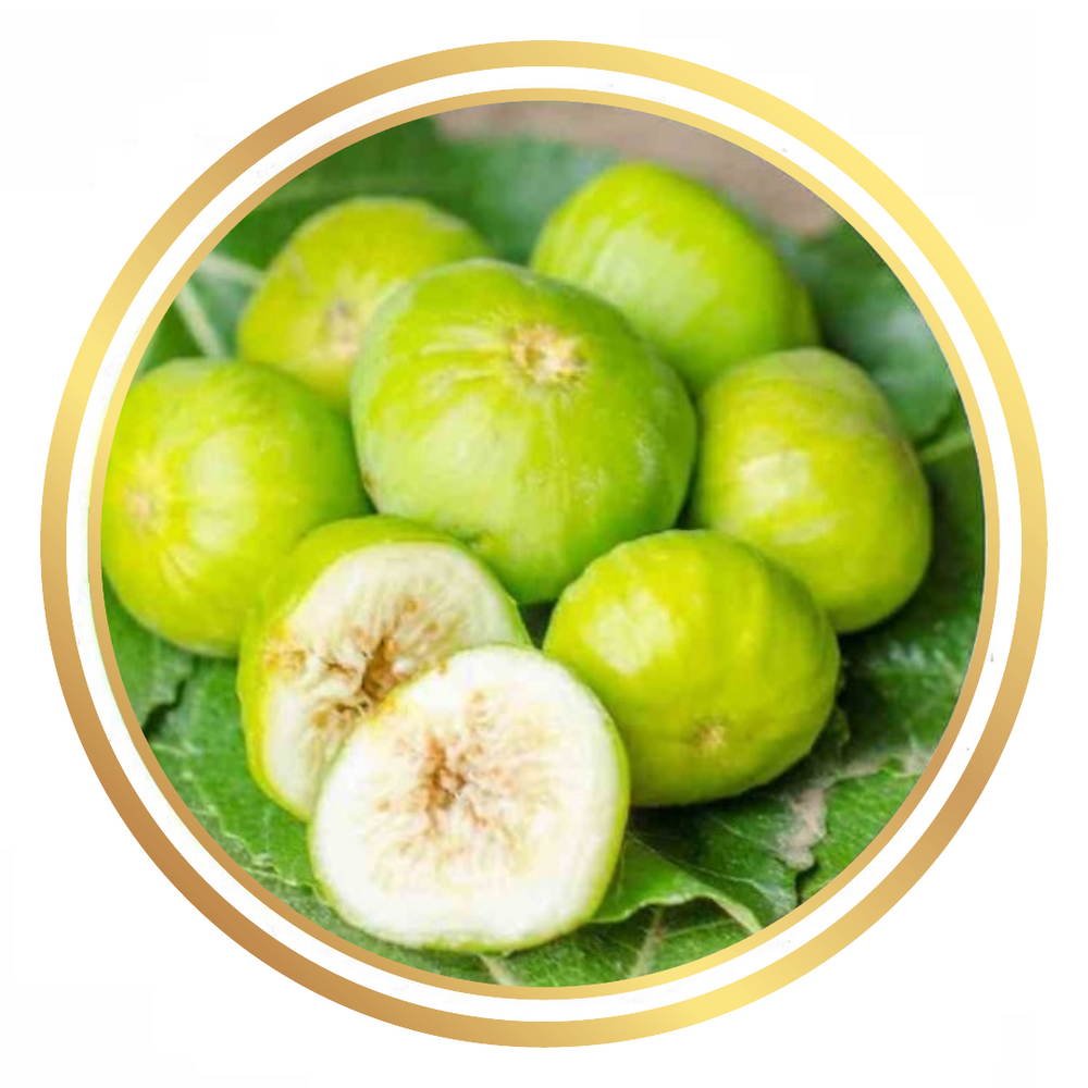 Fig Tree Vardigo