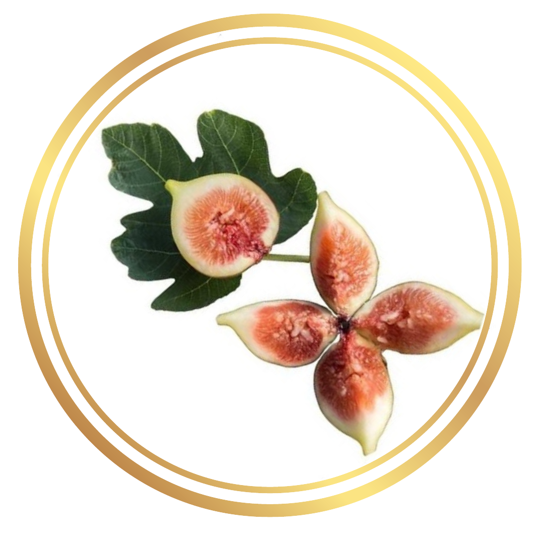 Fig Tree White Genoa