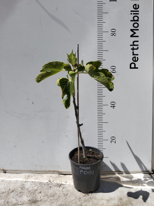 Fig Tree Black Adam