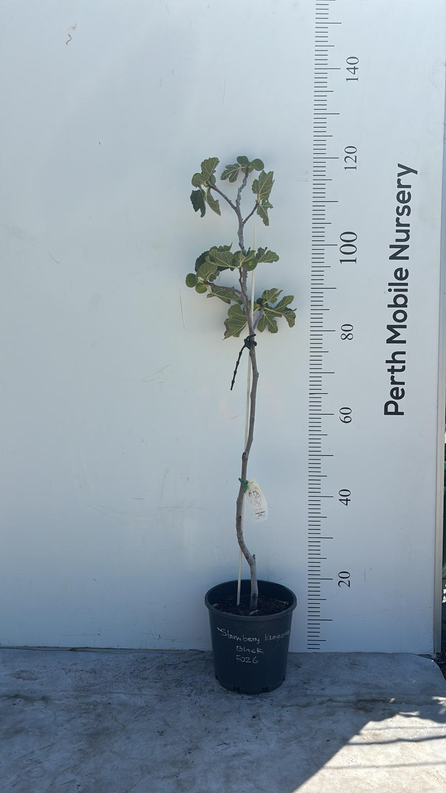 Fig Tree Strawberry Kungasava