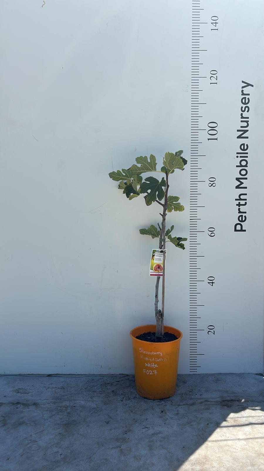 Fig Tree Strawberry Kungasava
