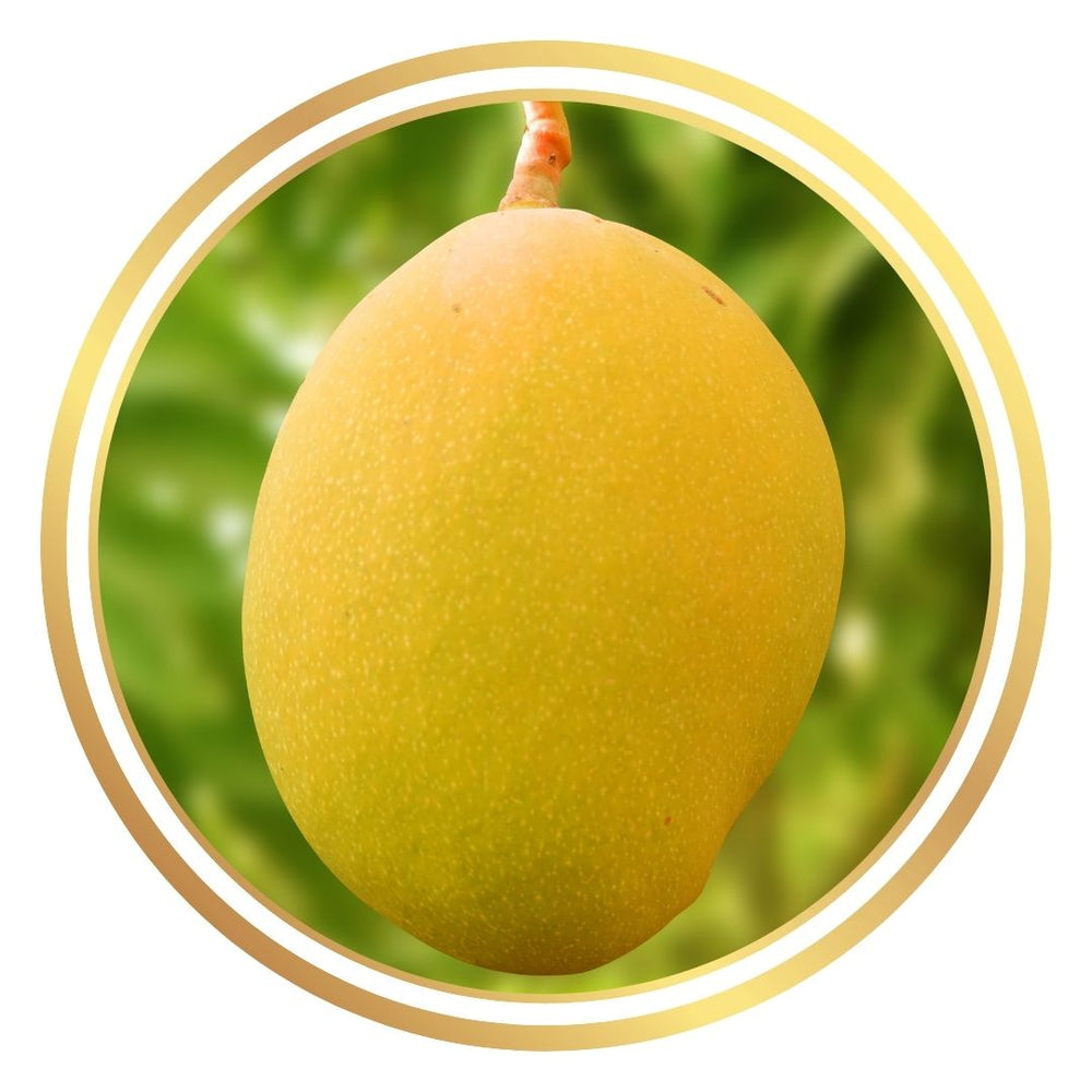 Florigon Mango Tree