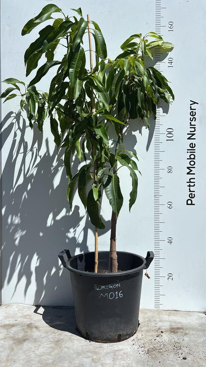 Florigon Mango Tree