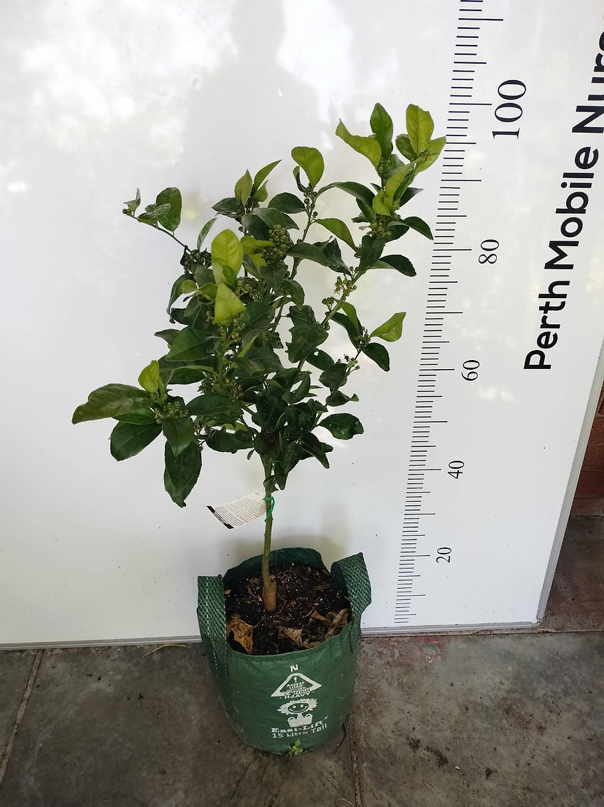 Semi Dwarf Fruit Tree Afourer Mandarin