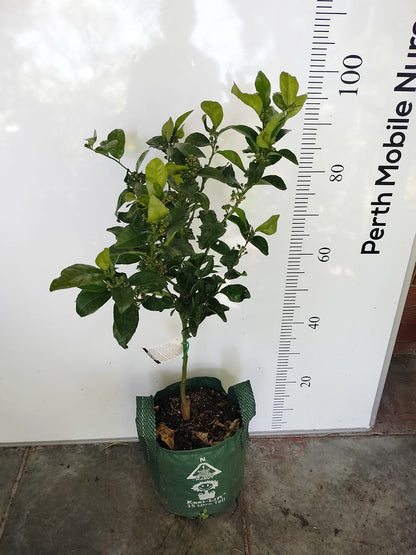 Semi Dwarf Fruit Tree Afourer Mandarin