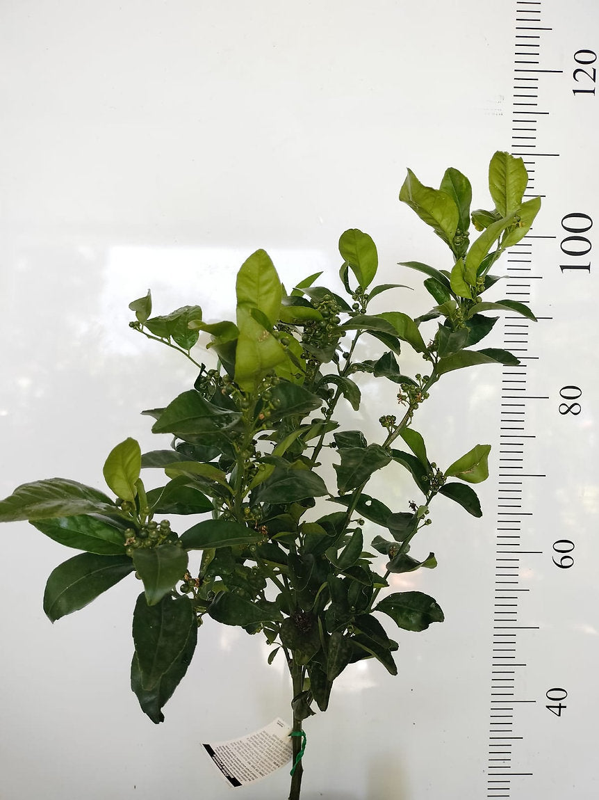 Semi Dwarf Fruit Tree Afourer Mandarin