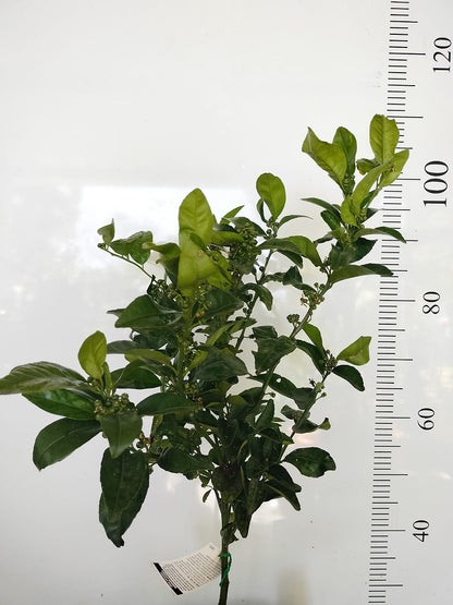 Semi Dwarf Fruit Tree Afourer Mandarin