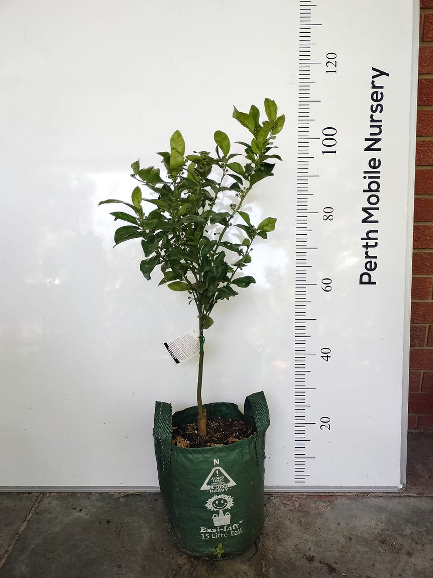 Semi Dwarf Fruit Tree Afourer Mandarin