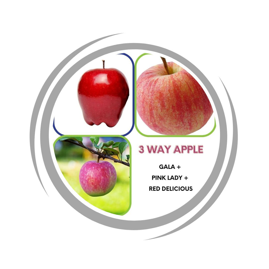 Apple Tree 3 way