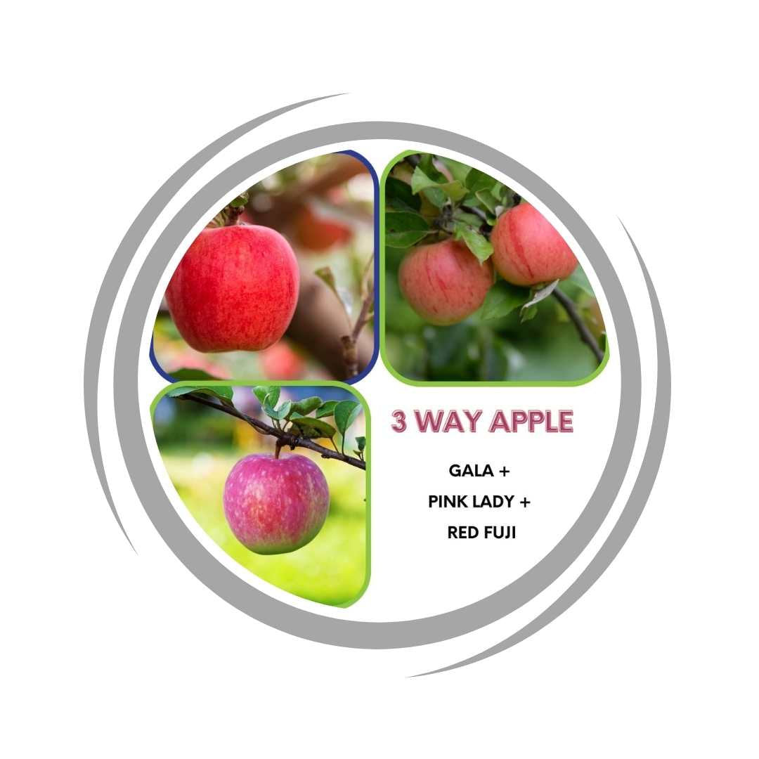 Apple Tree 3 way