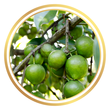 Aztec White Sapote Fruit Tree