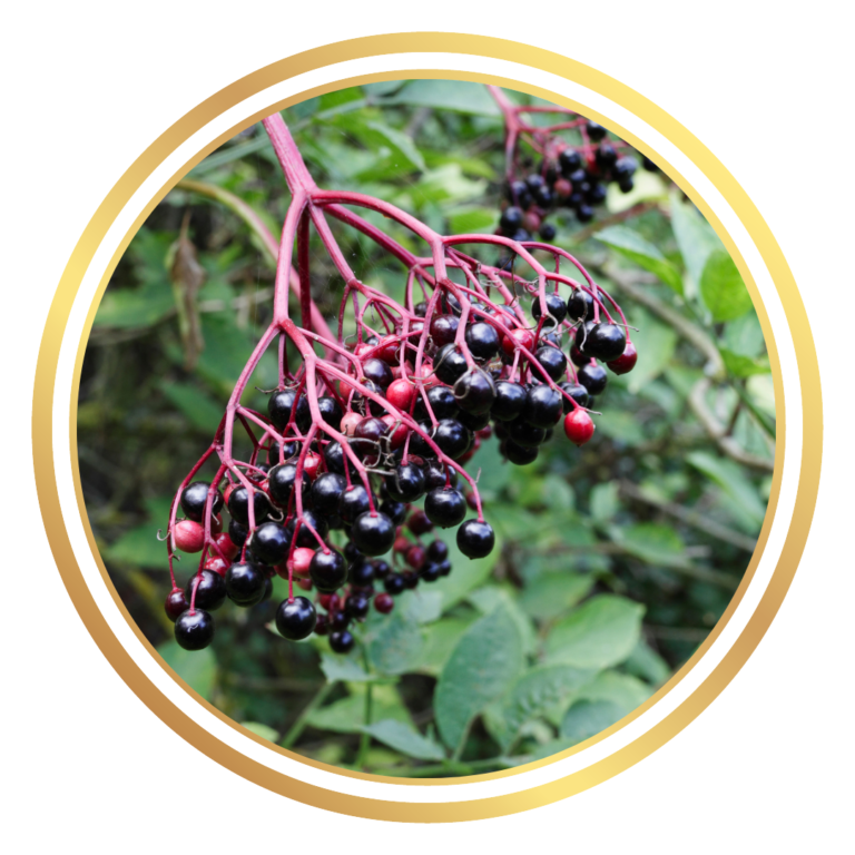 Elderberry Sambucus Fruit Tree