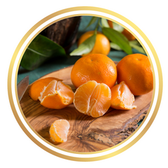 Semi Dwarf Okitsu Japanese Mandarin Fruit Tree