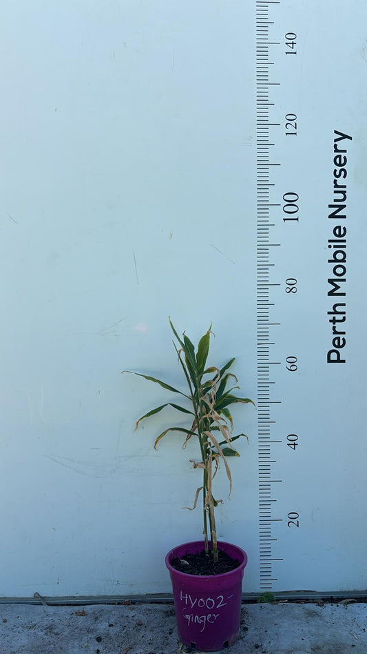 Turmeric Ginger Galangal Herbs