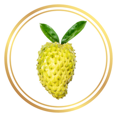 Golden Soursop Fruit Tree