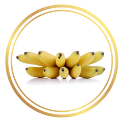 Banana Tree Goldfinger